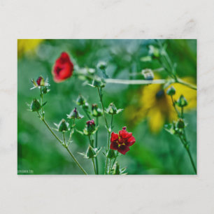 Fly-By in the Garden Postcard