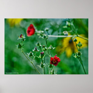 Fly-By in the Garden Poster