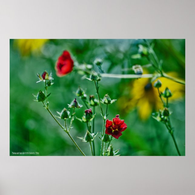 Fly-By in the Garden Poster (Front)