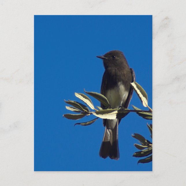 Fly Catcher Postcard (Front)