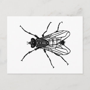 Fly drawing - insect, pest, flies postcard
