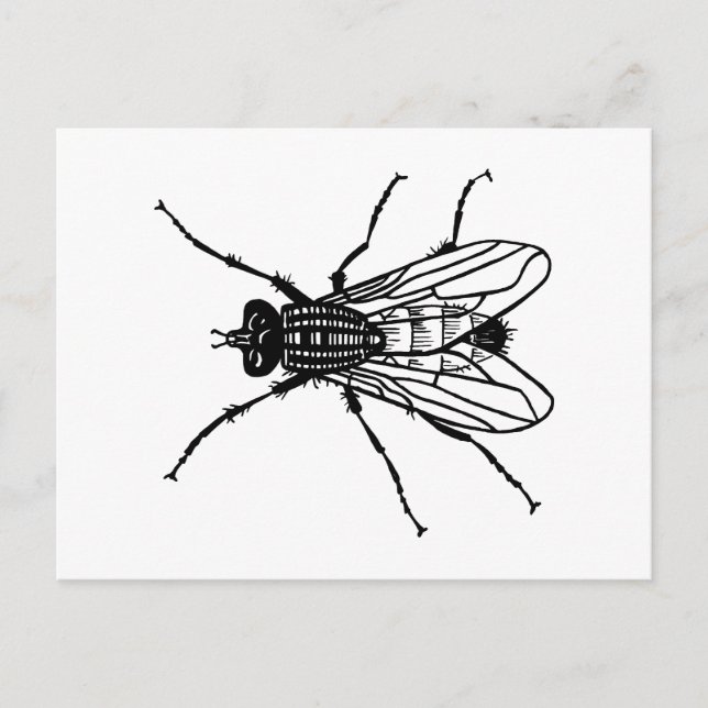 Fly drawing - insect, pest, flies postcard (Front)