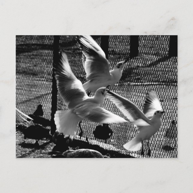 Fly for freedom postcard (Front)