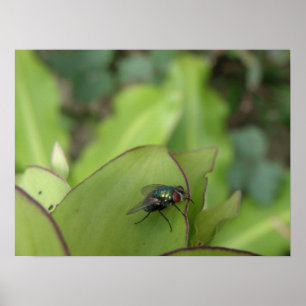 Fly Macro Print