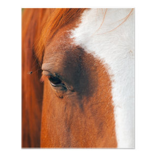 Fly On A Horses Eye Photo Print