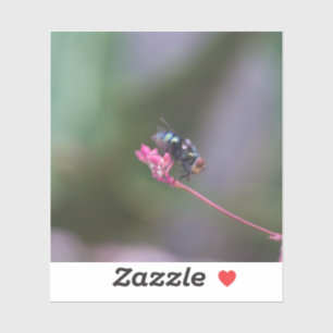 Fly on Pink