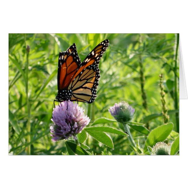 Fly With A Broken Wing, Monach Butterfly (Front Horizontal)