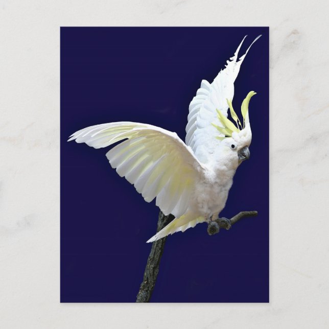Fly with me postcard (Front)