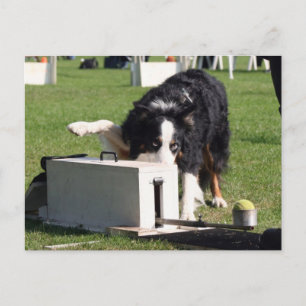 flyball postcard