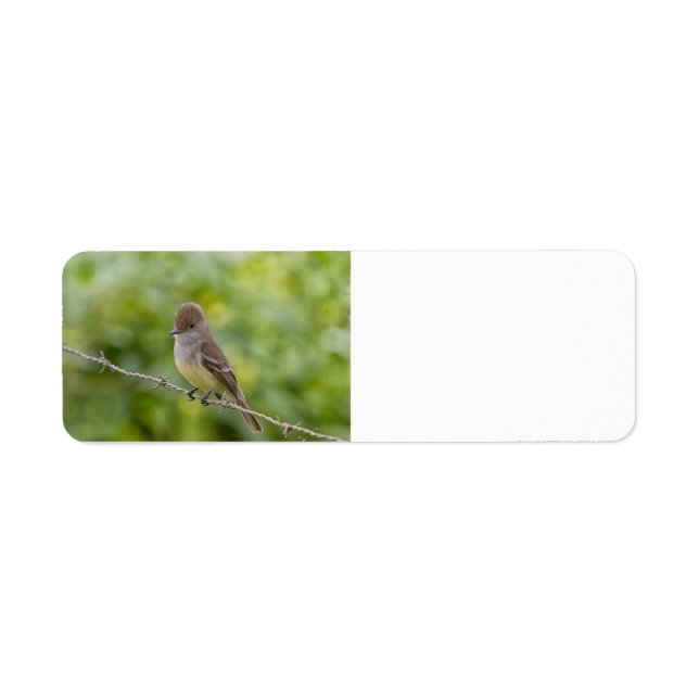 Flycatcher (Front)