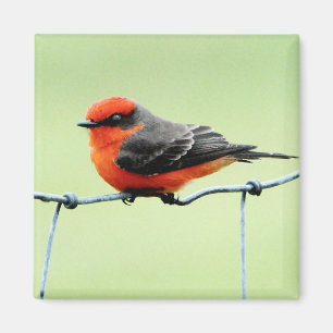 FLYCATCHER vermillon - aimant