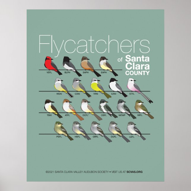 Flycatchers of Santa Clara County Poster (Front)