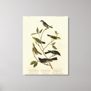 Flycatchers Warbler etc Audubon's Birds of America Canvas Print