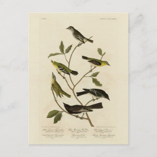 Flycatchers Warbler etc Audubon's Birds of America Postcard