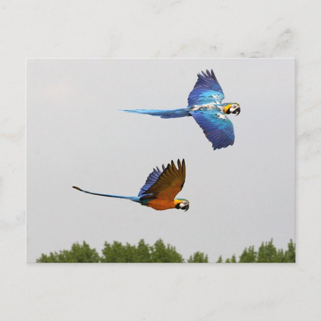 flying ara's postcard (Front)