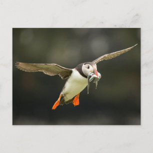 Flying Atlantic Puffin with fish in beak Postcard