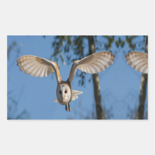 Flying barn owl sticker