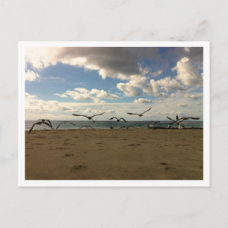 Flying Birds Postcard