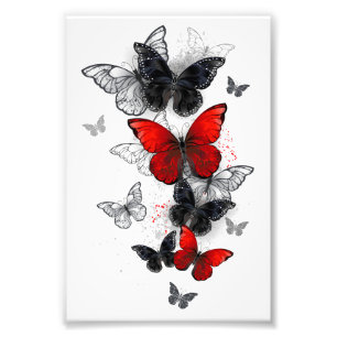 Flying Black and Red Morpho Butterflies Photo Print