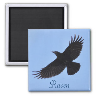 Flying Black Raven Corvid Crow-lover Photo Design Magnet