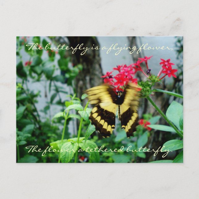 Flying Butterfly Postcard / Quote (Front)