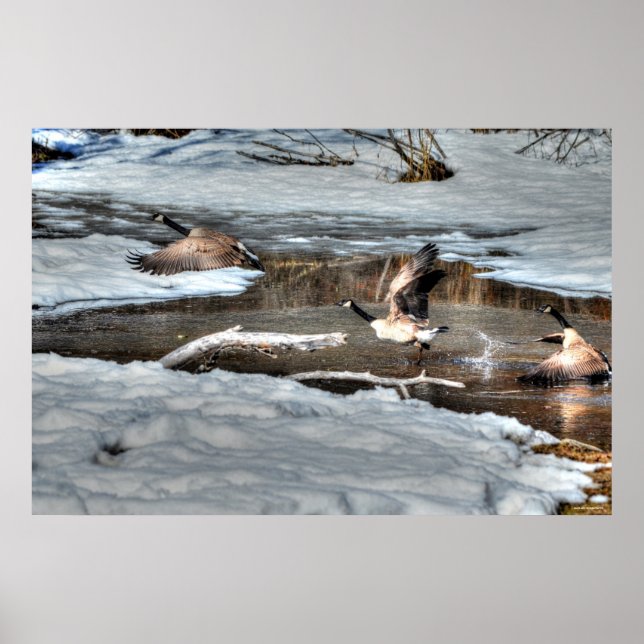 Flying Canada Geese and Winter Pond Wildlife Poster (Front)