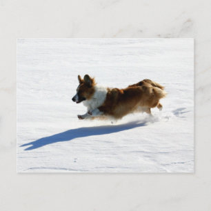 Flying Cardigan Welsh Corgi Postcard