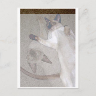 Flying Cats Postcard