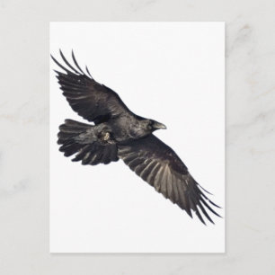 Flying Crow Postcard