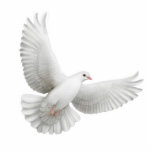Flying Dove Ornament Photo Sculpture Ornament<br><div class="desc">Original fine art design of a white dove on a quality acrylic ornament for holidays such as Christmas as well as weddings and other occasions. Great gift idea.</div>