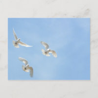 Flying doves