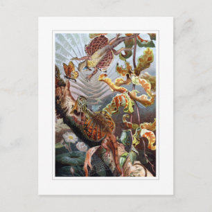 Flying Dragon Postcard