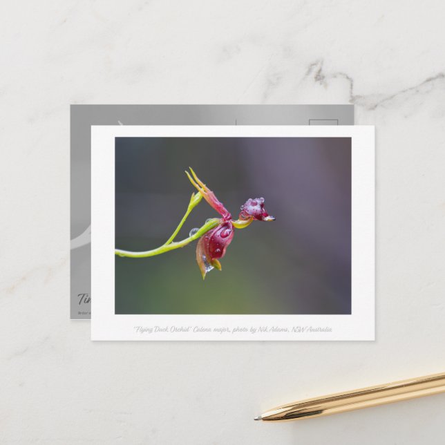 Flying Duck Orchid Flower Macro Photography Postcard (Front/Back In Situ)
