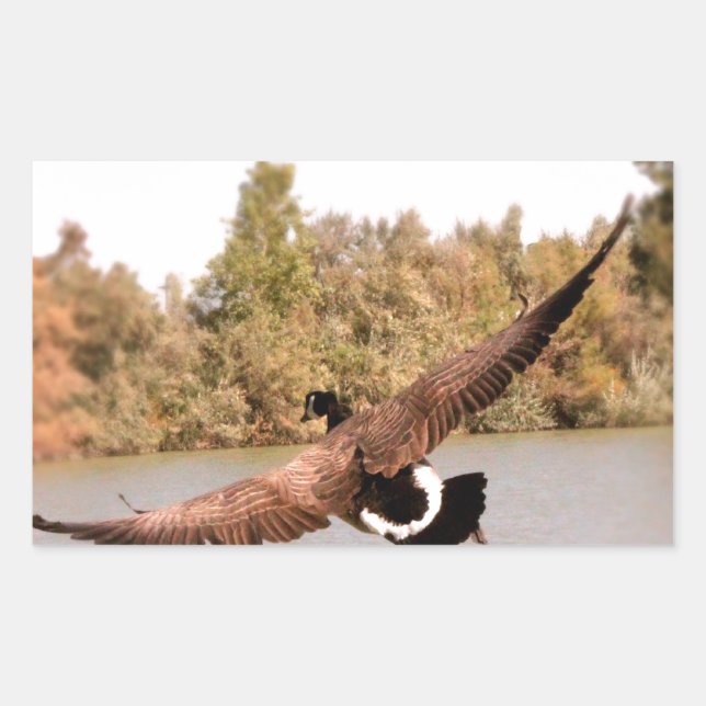 flying duck over water photograph sticker (Front)