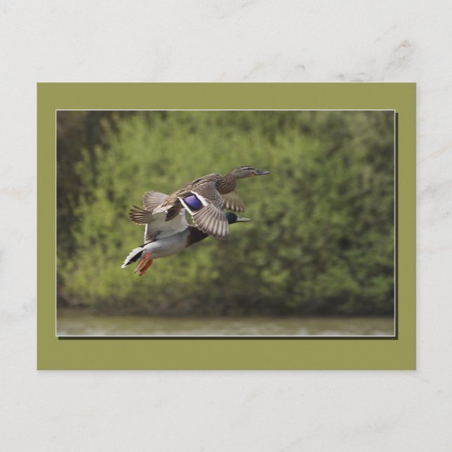Flying Duck Postcard (Front)
