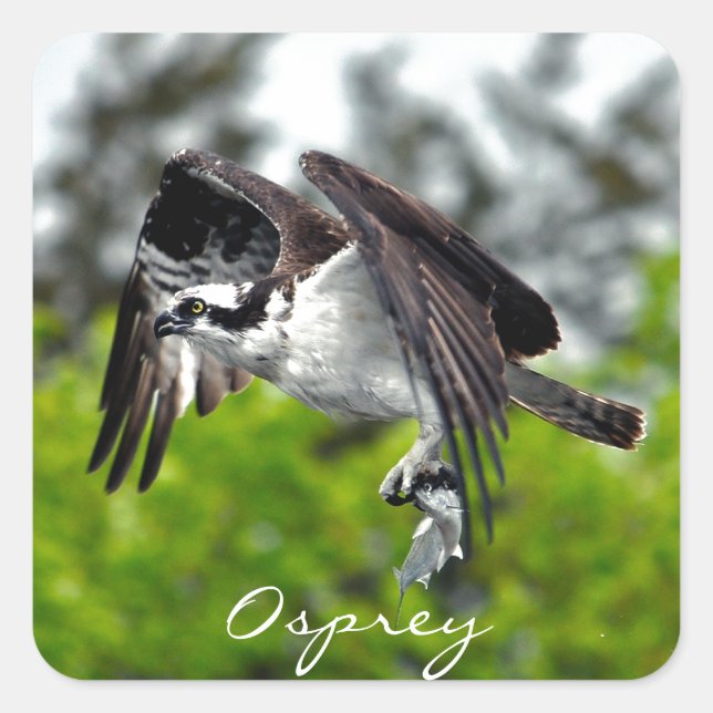 Flying Fish Eagle Osprey Nature Photograph 7 Square Sticker (Front)