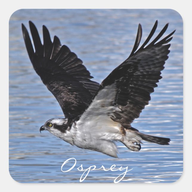 Flying Fish Eagle Osprey Nature Photograph Square Sticker (Front)