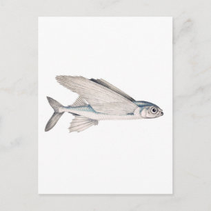 Flying Fish Exocoetidae Postcard