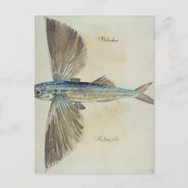 Flying-Fish Postcard (Front)