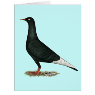 Flying Flight Black Pigeon