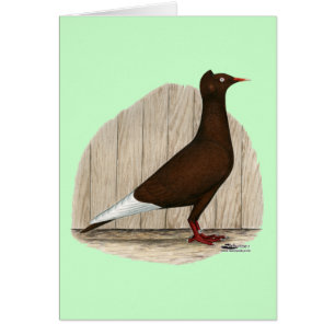 Flying Flight Red Cap Pigeon