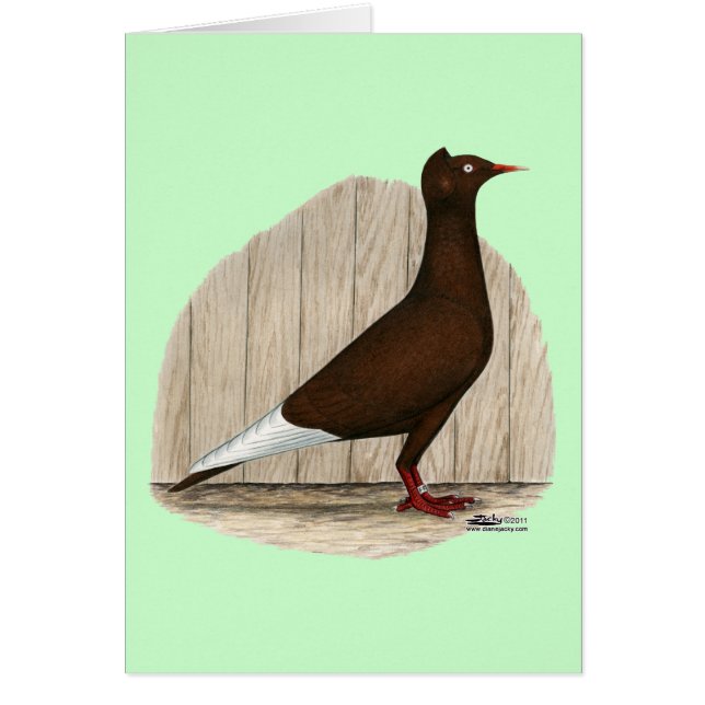 Flying Flight Red Cap Pigeon (Front)