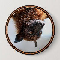 Flying Fox