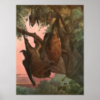 Flying Fox Bats by Austen, Vintage Wild Animals
