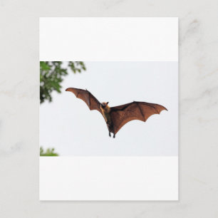 Flying fox fruit bat in sky postcard