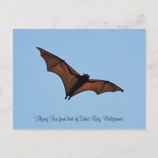 Flying Fox fruit bat of Subic Bay Postcard