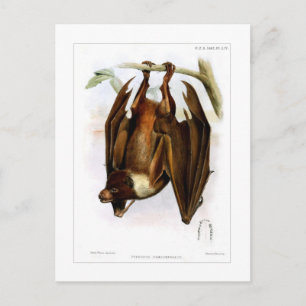 Flying-fox Postcard
