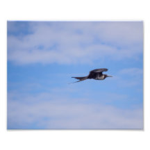 Flying frigate bird photo