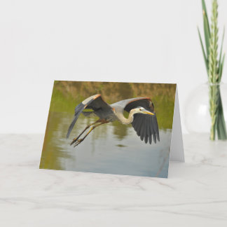 Flying Great Blue Heron Greeting Card