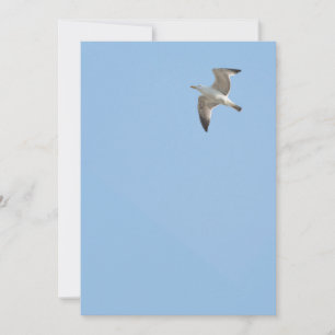 Flying gull